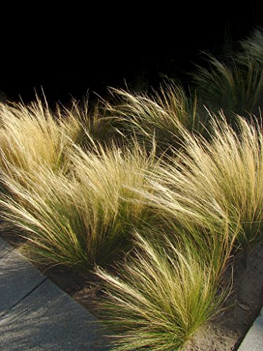 Mexikanischen Feder Gras Pony Tails Samen - Stipa tenuissima/zartes