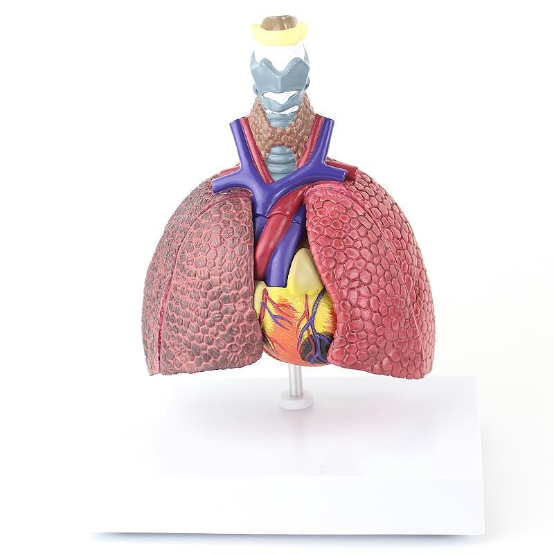 Human Cardiopulmonary Disease Demonstration Model Scaled-Down Design - Normal Lung, Smoker's Lung, Bronchitis, and Cardiac Pathology Demonstration Anatomical Models for Training and Health Education