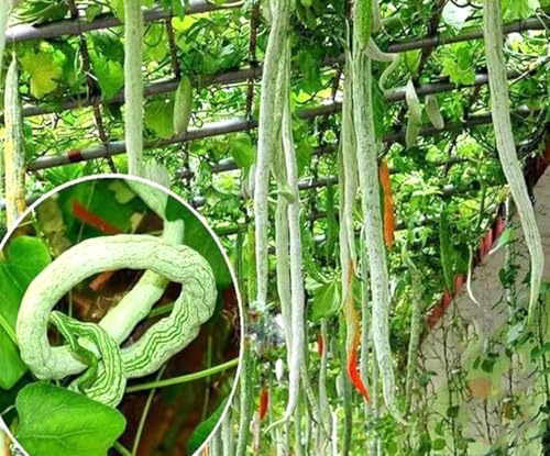 5PCS Indian Snake Bean Seeds Trichosanthes Cucumerina Snake Gourd Seeds Heirloom