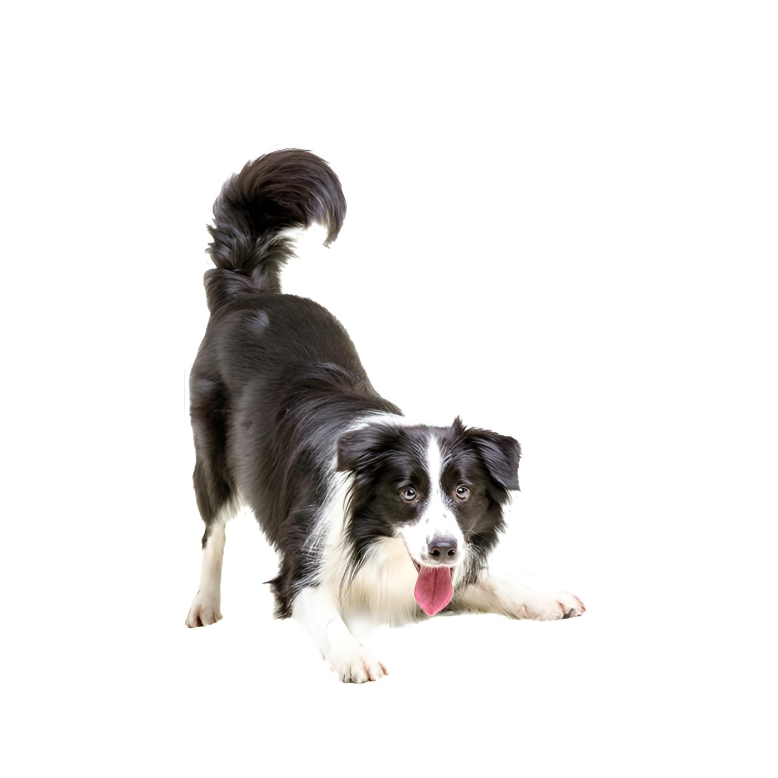 Autoaufkleber 25cm(9.8 Inch) Border Collie Aufkleber Lustig Border Collie Car Sticker Haustier Hund Wasserdichte Aufkleber 3D Zerrissen Metall Reflektierende Aufkleber Stoßstange Lustig Dekor