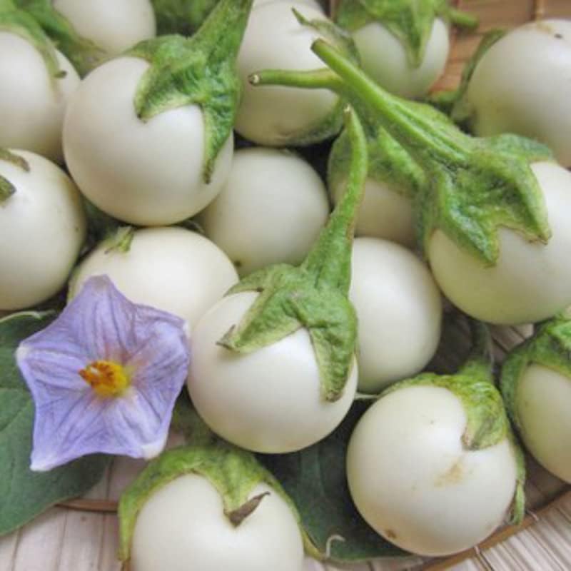 50 White Round Eggplant Seeds, Cà Pháo Trắng, 茄子,berenjena High Germination