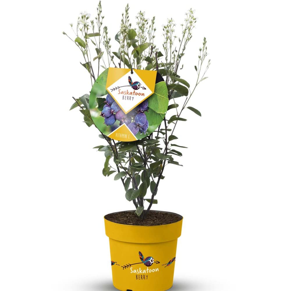 Saskatoon Berry Plant Deciduous Hardy Shrub White Blooms Blue-Black Berries Autumn Colour Easy to Grow Your Own Garden Fruit 1x 4-Litre Potted Plant By Thompson and Morgan