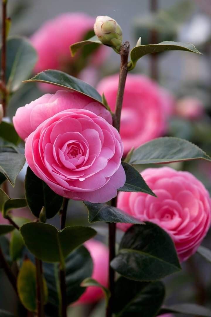 See full amazon price history chart for Greenery Nursery light pink color camellia flower plant Height 2-2.5 Feet Hybrid Healthy Live Flower Plant For Home Garden Pack Of 1 Greenery Nursery light pink color camellia flower plant Height 2-2.5 Feet Hybrid Healthy Live Flower Plant For Home Garden Pack Of 1 (B0CJPCPX17) Amazon Price History, Amazon Price Tracker