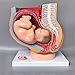 XIEZI Anatomisches Modell Mensch Weiblicher Beckenabschnitt Schwangerschaft Anatomisches Modell Anatomiemodell Schwangerschaft Becken Weibliche Schwangerschaft Beckenmodell Fötus Neun Monate
