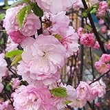 Pink Flowering Almond Plant, Almond Trees Live Plants in Quart Pot, 7 to 10 Inch Tall, Well Rooted, Perennial Ornamental Flower Tree