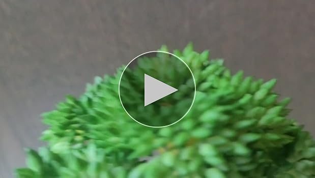 Amazon｜ミニ観葉植物 フェイクグリーン光触媒 人工観葉植物