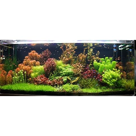 Biotope Aquatics Ltd - LIVE AQUARIUM PLANTS - Collection of aquatic plants for your fish tank (25 plant pack) Cover