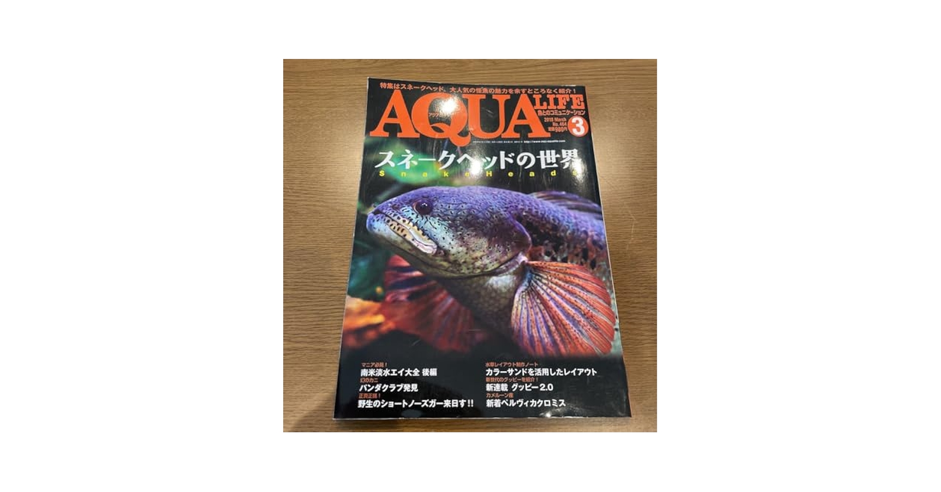【貴重！】月刊アクアライフ スネークヘッド特集 4冊セット 月刊アクアライフ 2023年 07 月号 スネークヘッドに歴史あり