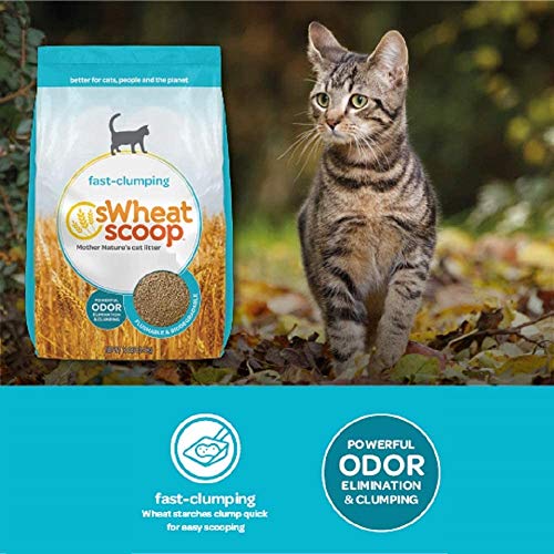Best Clumping Cat Litter Reviews 2020 My Pet Likes It