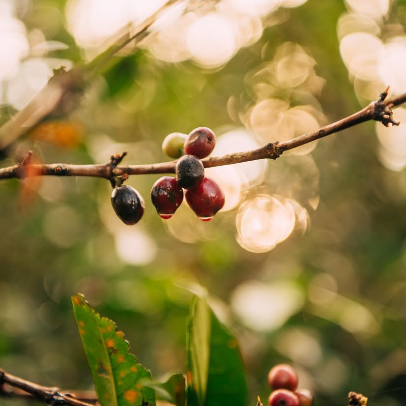 Miniatura 6 de Grace Farms, Café orgánico de grano entero, tostado medio ligero de Etiopía de origen único, bolsa de 12 onzas, 1 unidad  Notas de avena tostada y