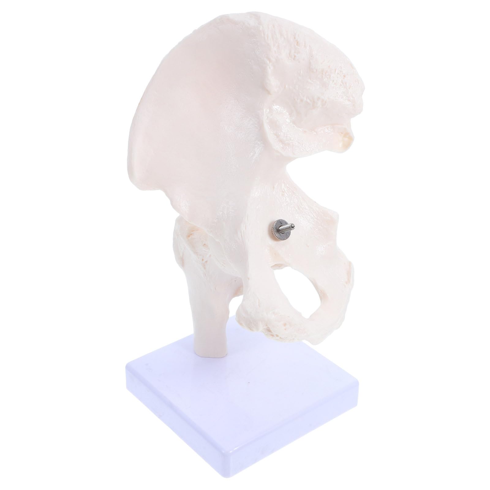 PRETYZOOM Modelo Didáctico de Articulación para Anatomía, Esqueleto Humano Móvil Desmontable Tamaño Mini, Material Duradero para Estudio Científico y Enseñanza Educativa