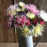 Flower Aster Valkyrie Mix D1916A (Mulit Color) 50 Seeds by David's Garden Seeds