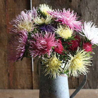 Flower Aster Valkyrie Mix D1916A (Mulit Color) 50 Seeds by David's Garden Seeds Flower Aster Valkyrie Mix D1916A (Mulit Color) 50 Seeds by David's Garden Seeds