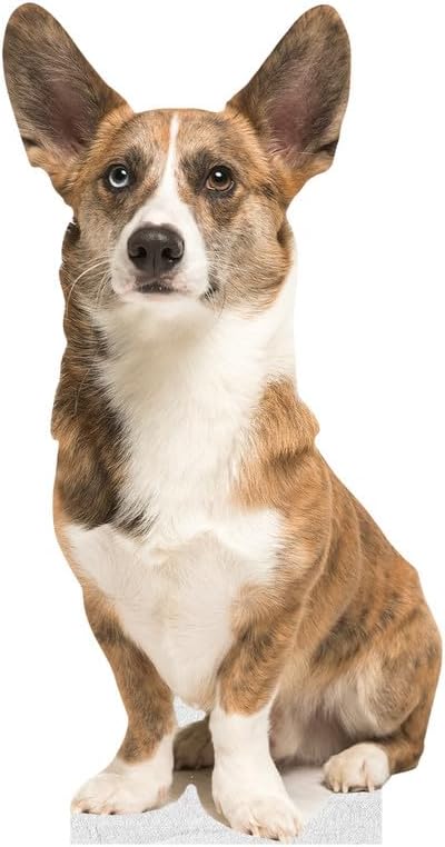 Dog - Welsh Corgi - Life Size Cardboard Cutout Standup People with Support Standee | Animals -