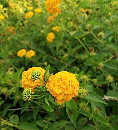 Lantana sellowiana Gialla/Arancio – Pianta Strisciante da Esterno in Vaso Ø14 cm – Fioritura Abbondante Primaverile-Estiva, Antizanzare Naturale – FOTO REALI