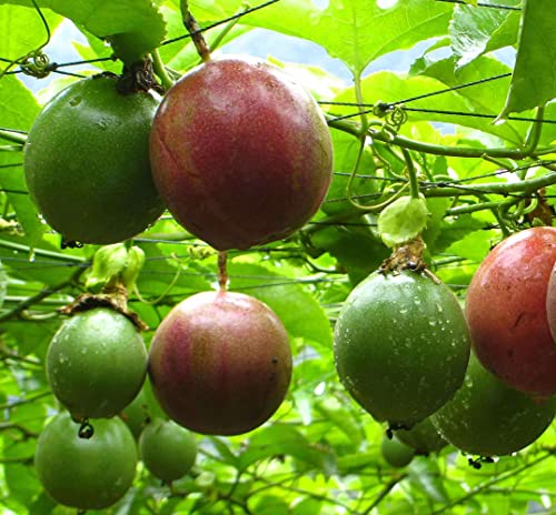 Jesseniaagne 20+ Maypop Purple Passion Fruit Seeds (Edible Fruit) (Passiflora Incarnata) Cold Hardy Homegrown #TOP1