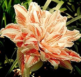 RIC 19: 50pcs / Sel Rare Rainbow of The Margherita del Crisantamo Seeds Bonsai of Flowers of Flowers in Beautiful vase Plants for The Garden Plant Plant 19: Only Seeds