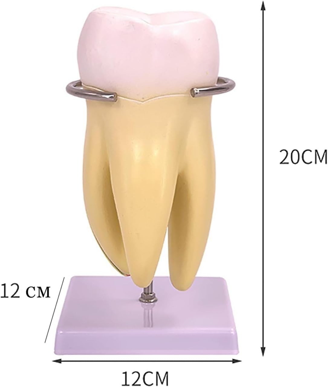 Tooth Anatomical Teaching Model, New Dental with Base, 6 Parts Removable, Accurate and Standard Structure, Durable PVC Material, for Classroom, Display, Studying