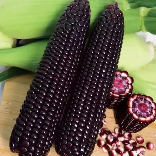 Semillas de maíz, semillas de maíz dulce, semillas de maíz, jardín decorativo, de rápido crecimiento macetas, plantas de jardín Semillas orgánicas, fáciles de plantar. semillas de 65pcs