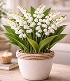 Summer Snowflake Bulbs (4 Bulbs) | Leucojum aestivum | Hardy Perennial for Planting | Elegant White Bell Flowers | Deer Resistant & Thrives in Wet Soil | Outdoor Garden or Indoor Pots