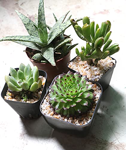 image for TOYPOPOR Coarse Silica Sand 2lb Succulent Rocks Stones Potting Horticu