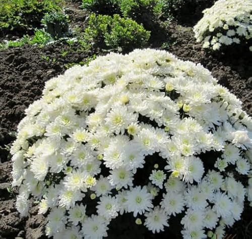 100-Mixed Live Flowering Hardy Chrysanthemum-Colorful #TOP6