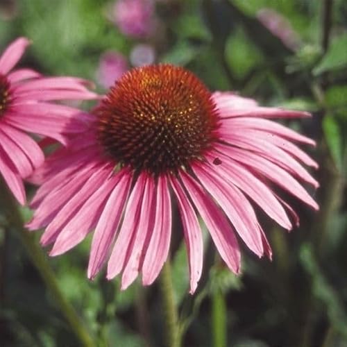 種 花たね エキナセア 桃 1袋（200mg） / 国華園 25年秋商品のサムネイル