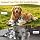 Dewormer for Cats & Dogs, Tapeworm Dewormer for Cats & Dogs, 2 Weeks and Older - 3