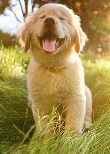Smiling Golden Retreiver Avanti Puppy Dog Deluxe Matte Blank Card