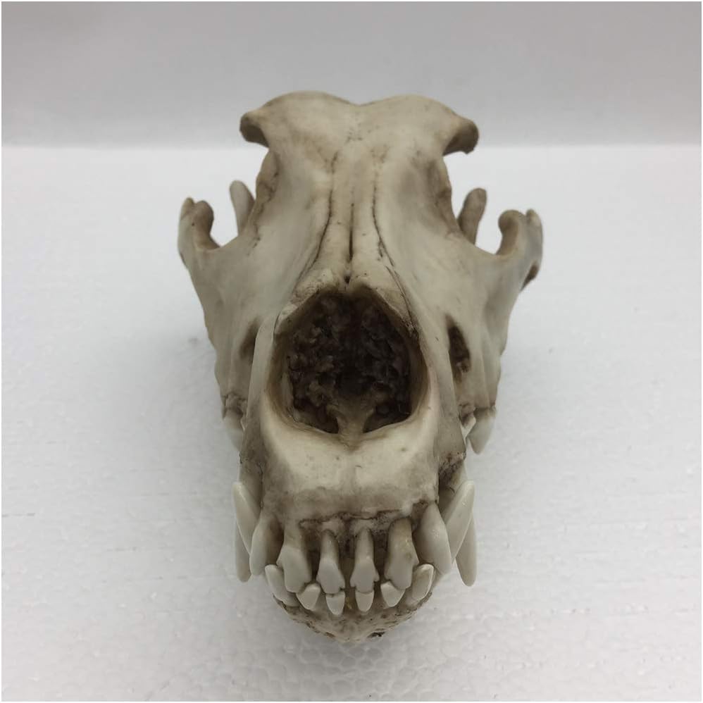 Modelo de Cráneo de Lobo, Réplica Artesanal de Resina de Cráneo de Lobo de Tamaño Real 1:1, Modelo de Cráneo Animal de Alta Simulación, Modelo de Cabeza de Cráneo de Lobo Realista, para Enseñanza