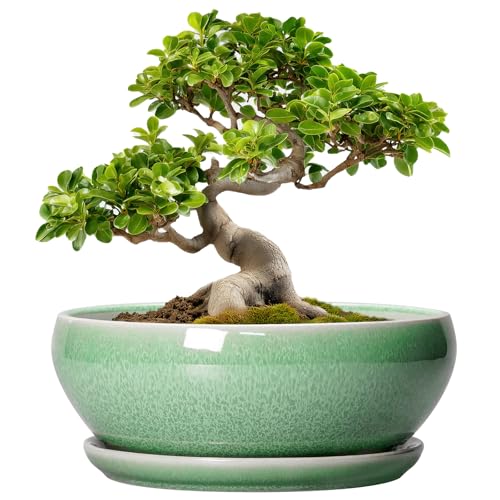 Large Deep Bonsai Pots 10 Inch