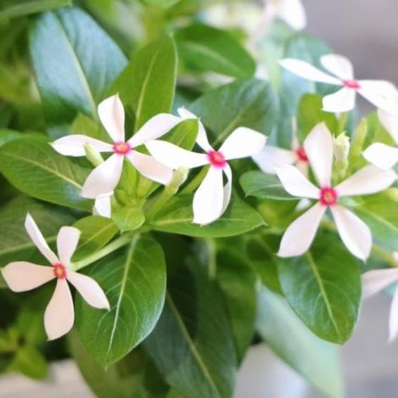 花火菊 チェリー♪2ポット 花火菊 チェリー♪2ポット 花火菊：チェルシー2.5号ポット の