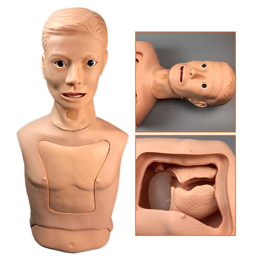 Buy Nasotric Tube and The Trachea Nursing Model Half Body Manikin