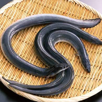 Amazon | sac taske ウナギ 仕掛け 捕獲 カゴ ワナ 鰻 穴子 捕獲器