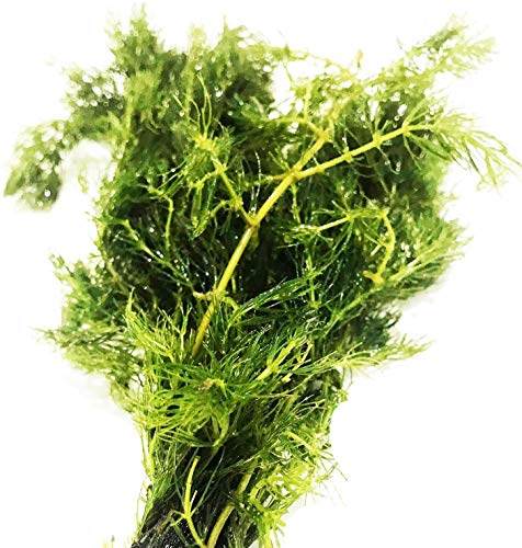 Planterest Hornwort Ceratophyllum Demersum Live Aquarium Plant Easy For Beginner Tropical Pond Aquatic Plants Decoration thumb #1