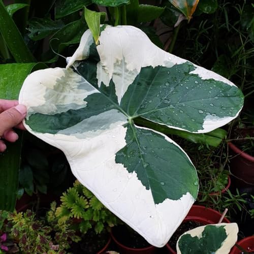 Pack Of 5 Black Velvet Alocasia Live Plants – Indoor Houseplants, 5-7 Inches Tall, Bare Root – Alocasia Colocasia Taro For Home & Garden