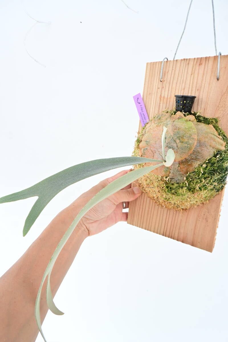 Amazon.co.jp: P.Paul whiter OC(P.willinckii x P.paulwebber