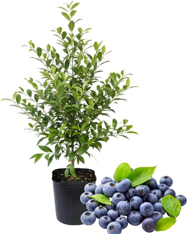 Emerald Blueberry Plant Live in 4’’ Pot, High Yield Blueberries Bush Shrub, Sweet Flavor, Ideal for Home Gardens, Patio Containers