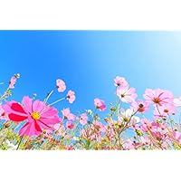 花模様　タペストリー Amazon.co.jp: ND タペストリー コスモス キンモクセイ 彼岸花