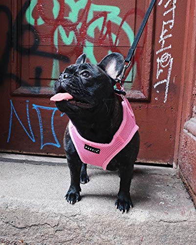 Puppia Hundegeschirr für kleine und mittelgroße Hunde - super weich in vielen Farben - Auch als Welpengeschirr verwendbar -Antizuggeschirr für Hunde, Pink, XS