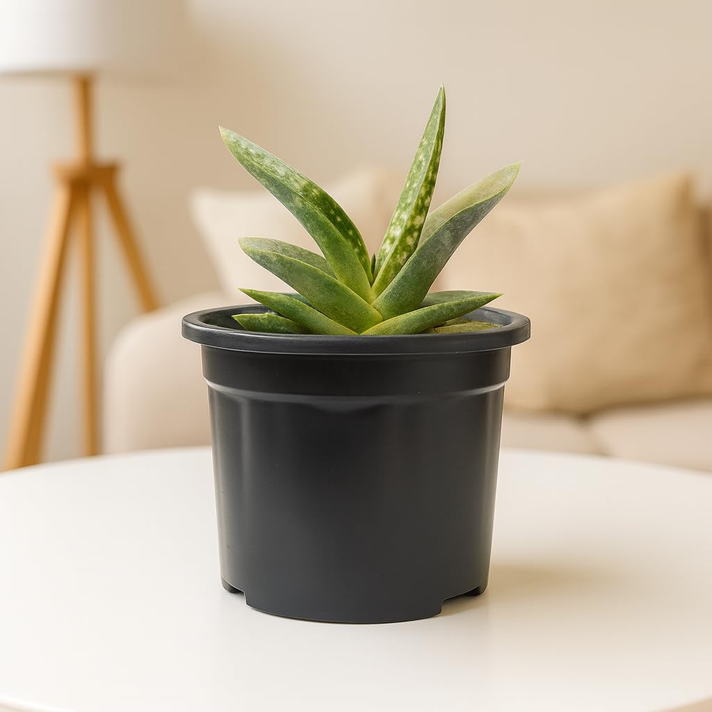 India Gardening Gasteria Live Succulent Plant | Rare Indoor Decorative Plant for Home & Office | Low Maintenance Air Purifying Succulent in 3 Inch Pot | Best Gift for Home Décor & Nature Lovers-image-25