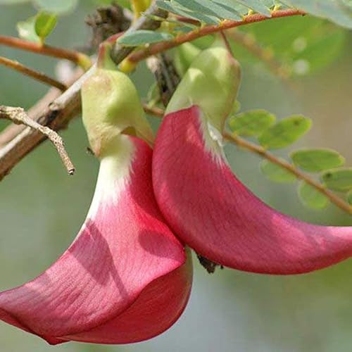 30 Seeds Red Hummingbird Tree Sesban Agasta, Agati, Sesbania Grandiflora, So Đũa Đỏ From Thailand #TOP6