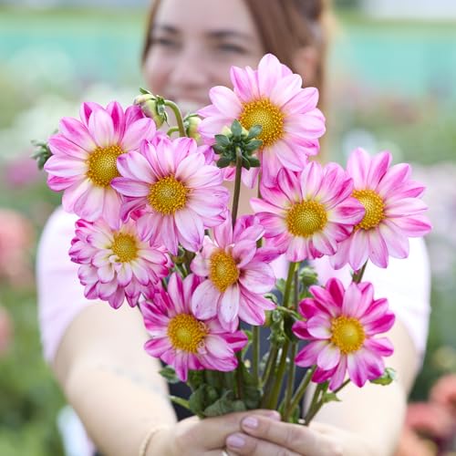 Dalia Pink Emperor | bulbi dalia rosa a fiore singolo | LIMITED EDITION | MYPLANTIS | bulbi estivi | tuberi di dalia