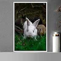 Framed Canvas Wall Art Bunny Animals Bedroom Expressive Multicolor Photography Rabbit Rustic - 16x24 inches