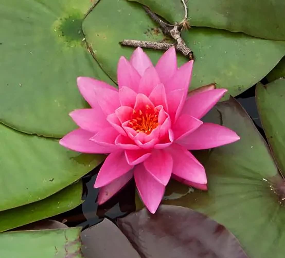 20pcs Rose Lotus Graines Étang En Pot Beau Jardin Paysage Hardy Vivace Maison Jardin Décor Facile Plantation À Croissance Rapide