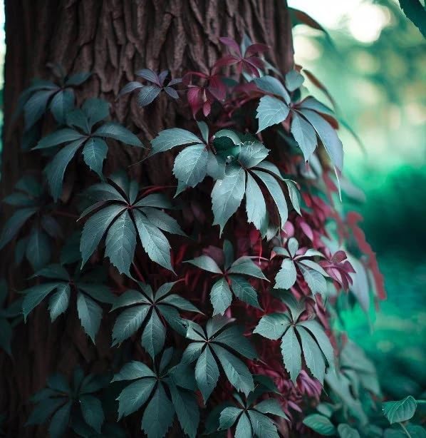 Parthenocissus quinquefolia (Virginia Creeper, Engelmann's Ivy) Vine Seeds, Fast-Growing, Greenish-White Flowers, Seeds by MySeeds.Co, You Choose The Amount (1/4 LB)