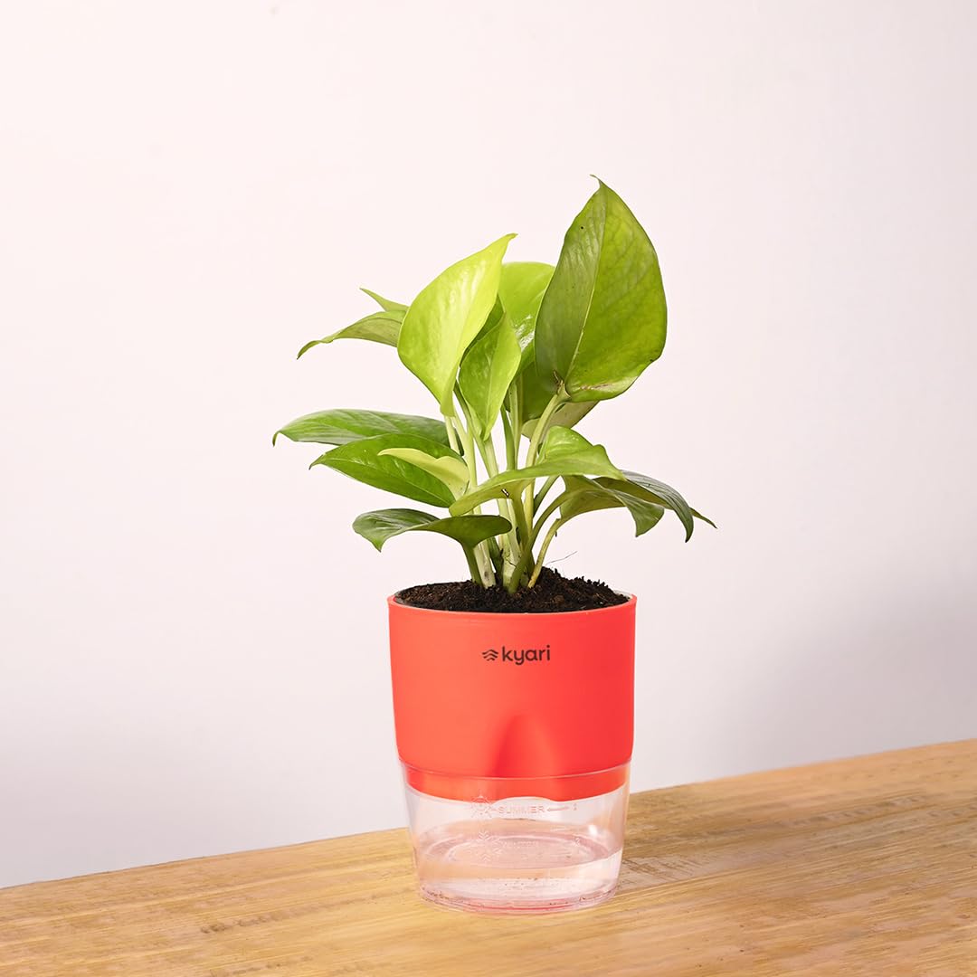 KYARI Golden Money Indoor Plants for Living Room | Live Plants | Plants with White Self Watering Pot for Home | Air purifier plants | Plants for Home Decor | Plants for Garden & bedroom (B09ZBBV1S8) Amazon Price History, Amazon Price Tracker