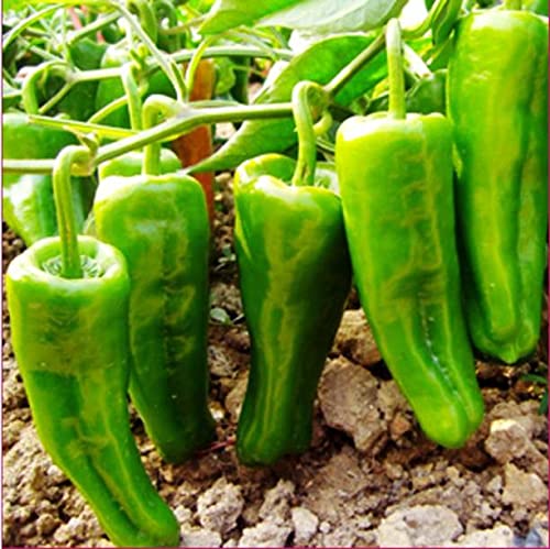 See full amazon price history chart for SimXotic Chilly Achari Mirch Hybrid Vegetable Seeds (30 Seeds) SimXotic Chilly Achari Mirch Hybrid Vegetable Seeds (30 Seeds) (B091KTGL8F) Amazon Price History, Amazon Price Tracker
