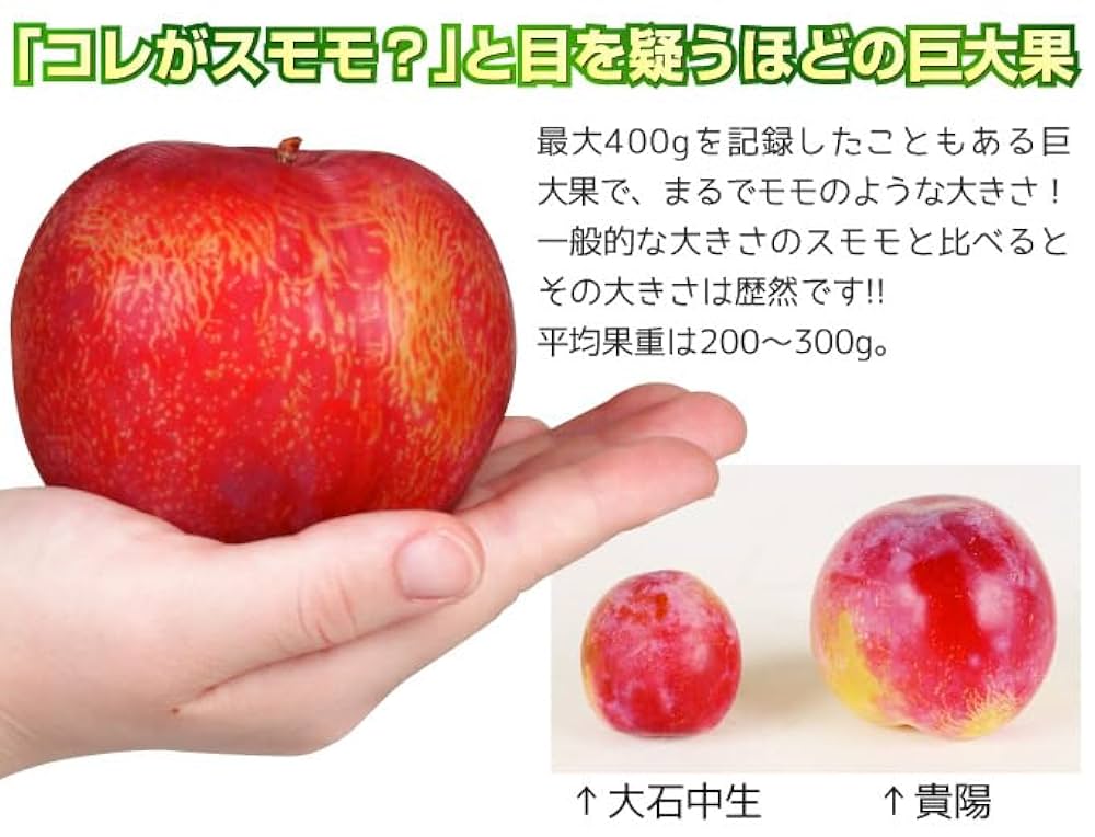 すももページ Amazon.co.jp: 果樹苗 スモモ 貴陽 （富士野生桃R台） 1株/ 国