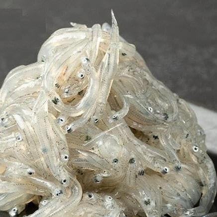 訳アリ 厳選生しらす 500g おさしみしらす